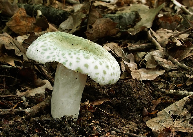 plávka zelenkastá Russula virescens (Schaeff.) Fr.