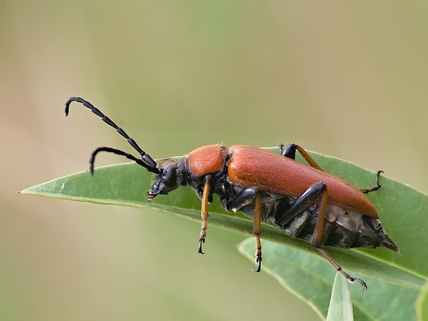 fuzáč obyčajný Stictoleptura rubra