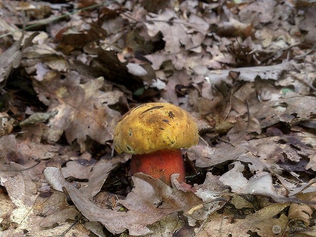 hríb zrnitohlúbikový Sutorius luridiformis (Rostk.) G. Wu & Zhu L. Yang