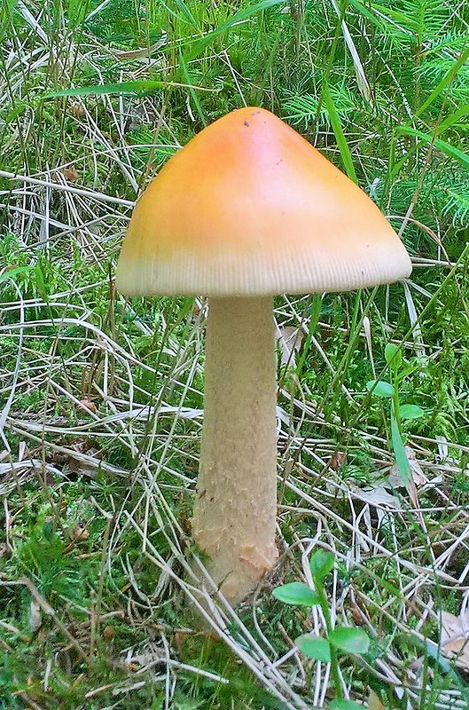 muchotrávka oranžová Amanita crocea (Quél.) Singer