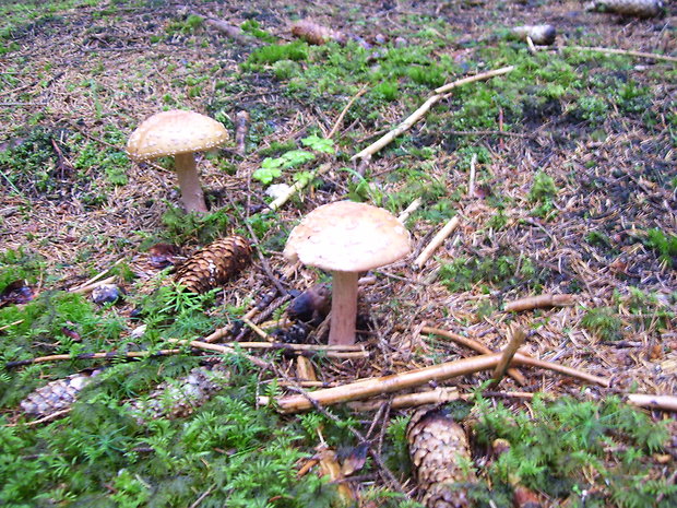 muchotrávka červenkastá Amanita rubescens Pers.