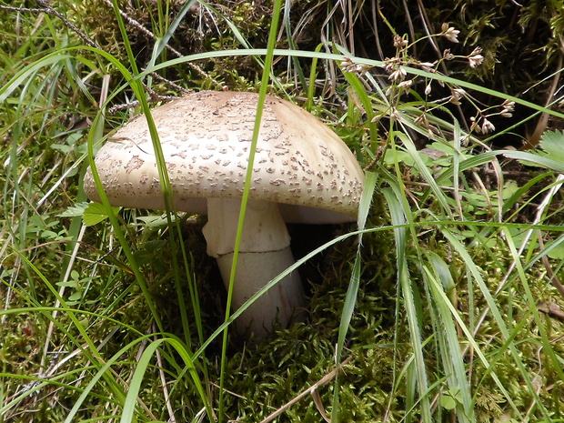 muchotrávka červenkastá Amanita rubescens Pers.