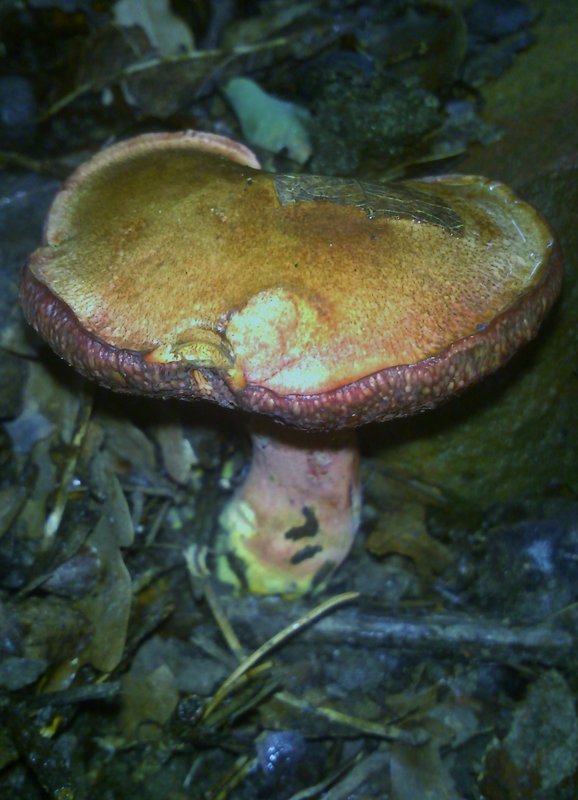 rubínovec obyčajný Chalciporus rubinus (W.G. Sm.) Singer