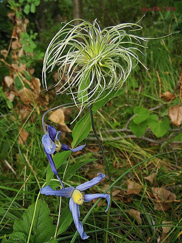 plamienok celistvolistý Clematis integrifolia L.