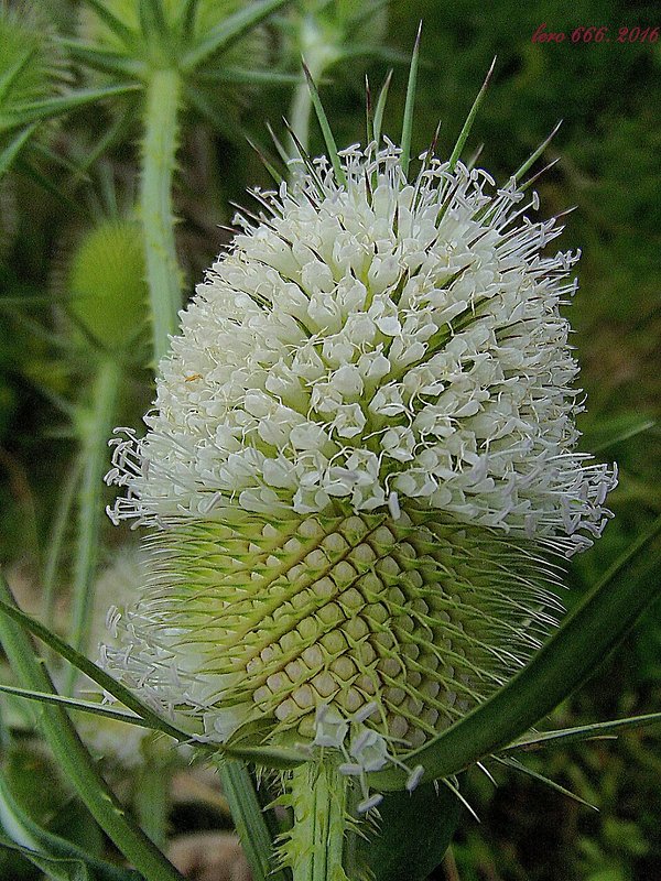 štetka lesná ? Dipsacus fullonum L.