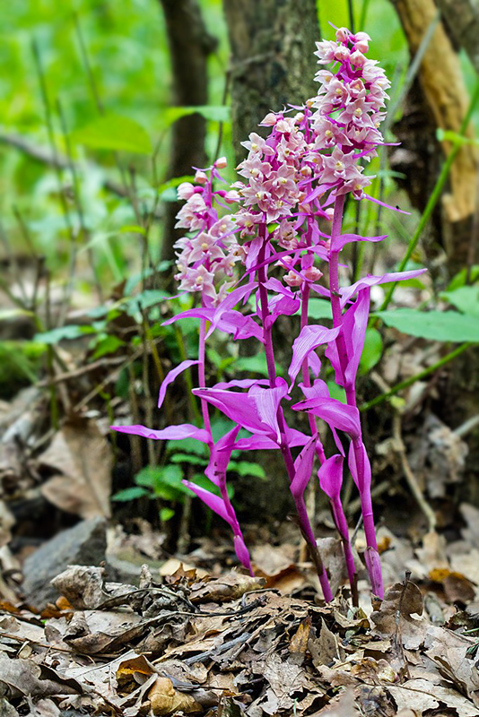 kruštík modrofialový (f. rosea) Epipactis purpurata Sm.