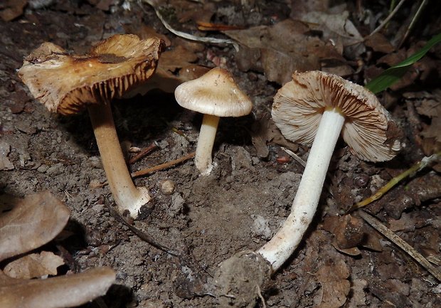 vláknica Inocybe bresadolae Massee