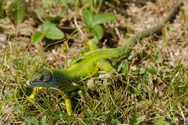 jašterica zelená Lacerta viridis