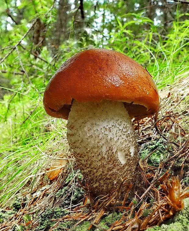 kozák smrekový Leccinum piceinum Pilát & Dermek