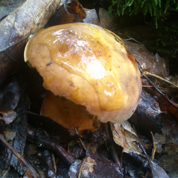 hríb zrnitohlúbikový odfarbený Neoboletus xanthopus (Quél.) Krieglst.