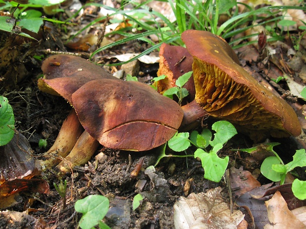 lupeňopórovec červenožltý Phylloporus rhodoxanthus (Schwein.) Bres.