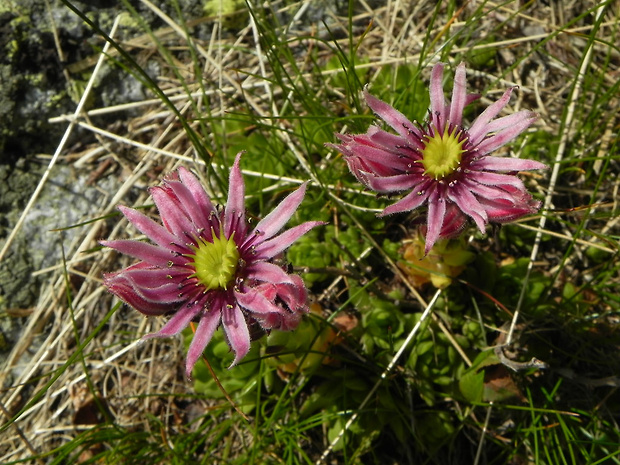 skalnica wettsteinova Sempervivum wettsteinii Letz, ined.