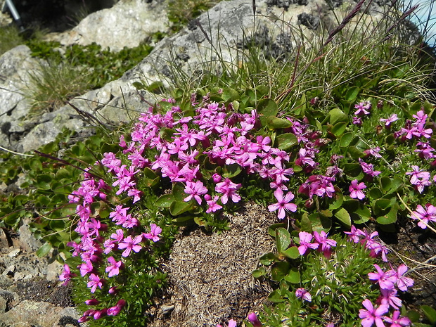 silenka bezbyľová Silene acaulis (L.) Jacq.