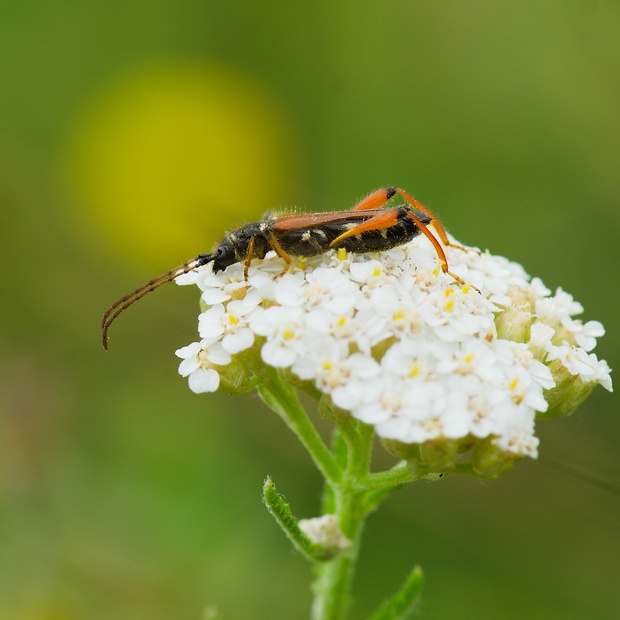 fuzáč Stenopterus rufus