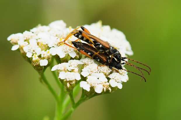 fuzáč Stenopterus rufus