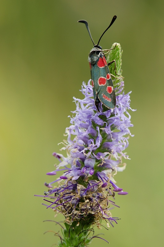 vretienka vičencova Zygaena carniolica