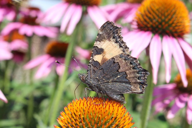 babôčka pŕhľavová  aglais urticae