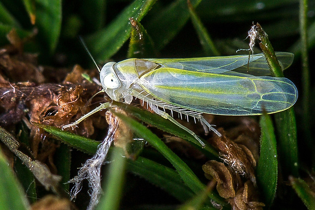 cikádočka Alebra sp.