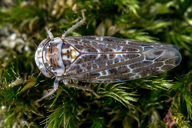 cikádočka Allygus sp.