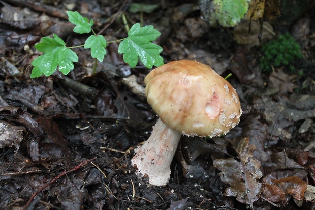 muchotrávka červenkastá Amanita rubescens Pers.