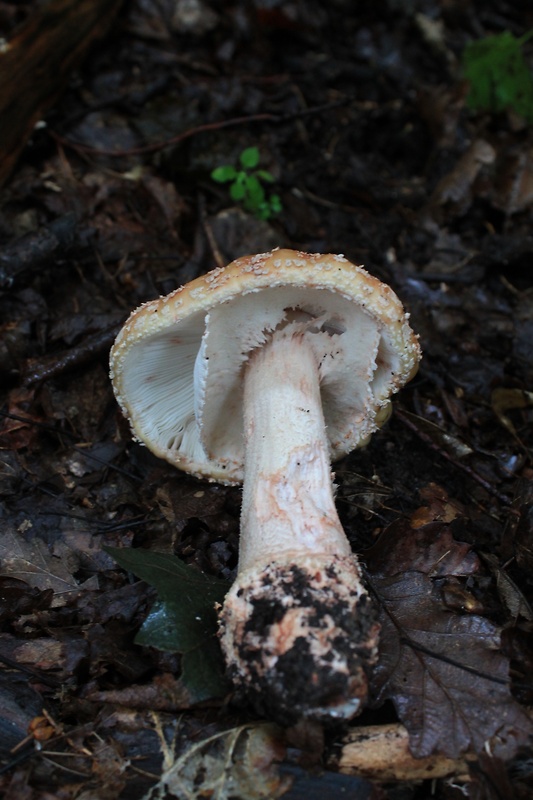 muchotrávka červenkastá Amanita rubescens Pers.