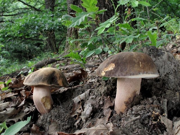 hríb bronzový Boletus aereus Bull. ex Fr.