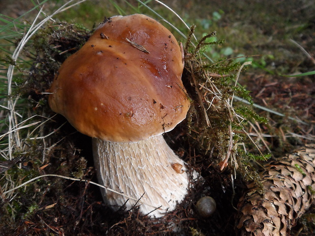 hríb smrekový Boletus edulis Bull.