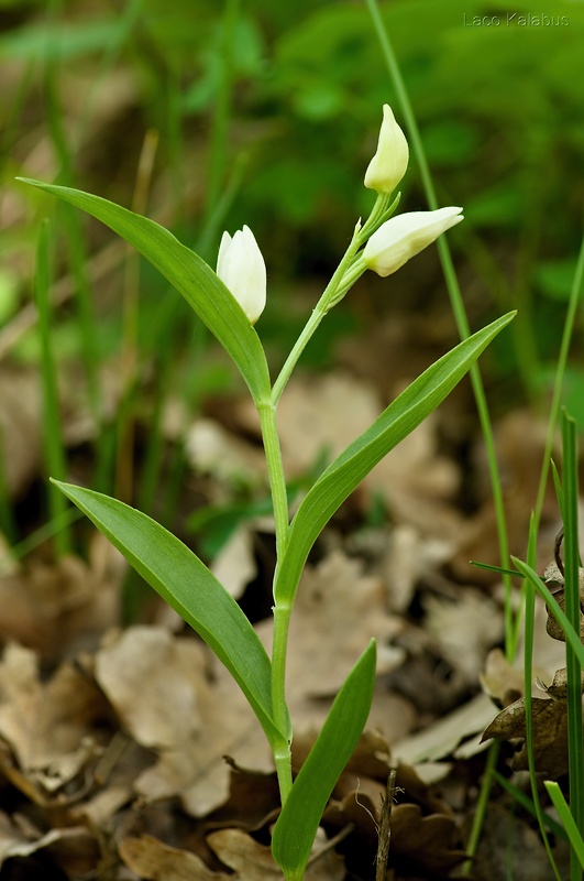 prilbovka biela Cephalanthera damasonium (Mill.) Druce