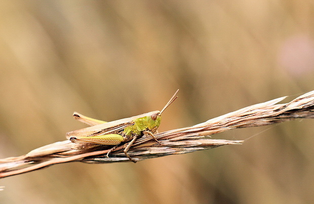 koník lúčny Chorthippus montanus