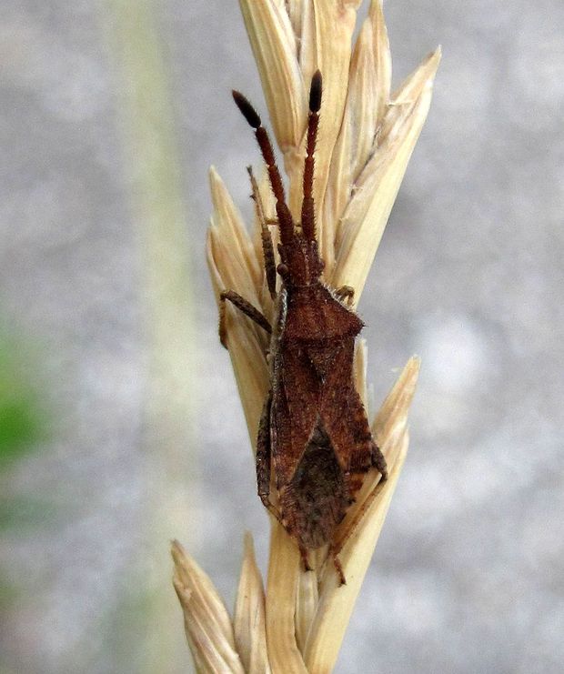 bzdocha Coriomeris denticulatus Scopoli, 1763