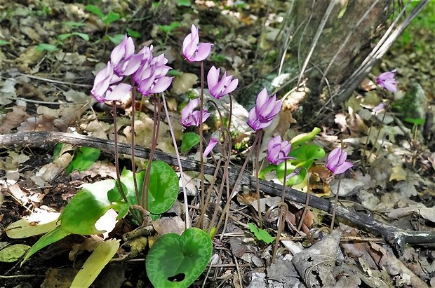 cyklámen purpurový Cyclamen purpurascens Mill.