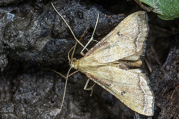 vijačka plamenná  Endotricha flammealis