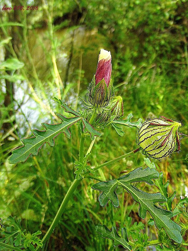 ibištek trojdielny Hibiscus trionum L.