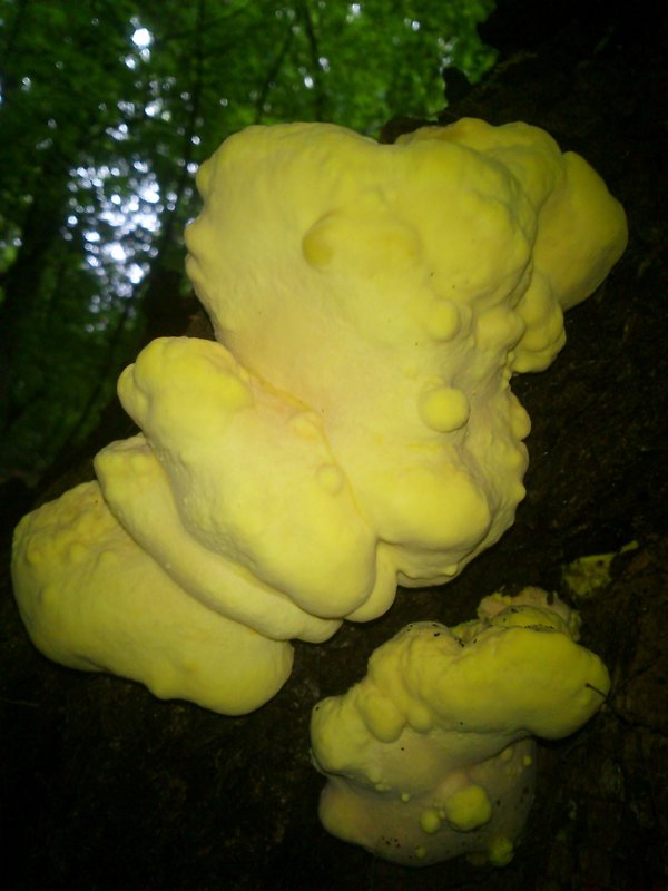 sírovec obyčajný Laetiporus sulphureus (Bull.) Murrill