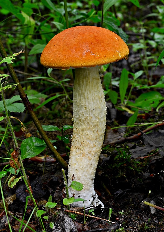 kozák osikový Leccinum albostipitatum den Bakker & Noordel.