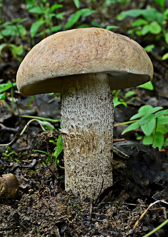 kozák topoľový f.robustná Leccinum duriusculum f. robustum Lannoy & Estadès