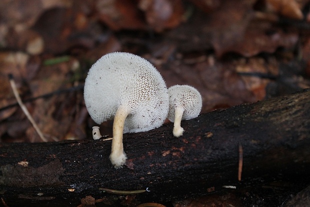 trúdnik plástovitý Lentinus arcularius (Batsch) Zmitr.