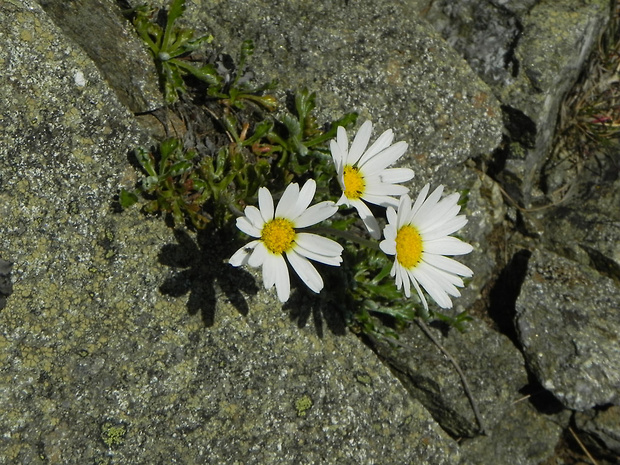 pakrálik alpínsky Leucanthemopsis alpina (L.) Heywood