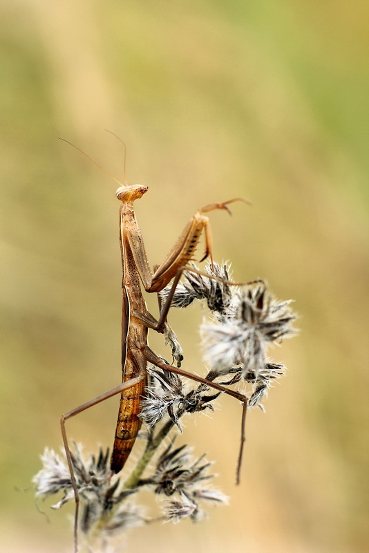 modlivka zelená-samček Mantis religiosa