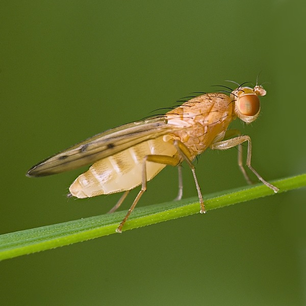 muška Opomyza punctella (Opomyzidae)