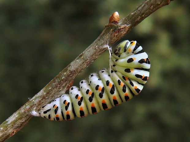vidlochvost feniklový - húsenica Papilio machaon