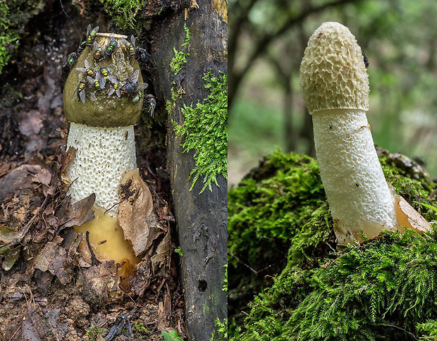 hadovka smradľavá Phallus impudicus L.