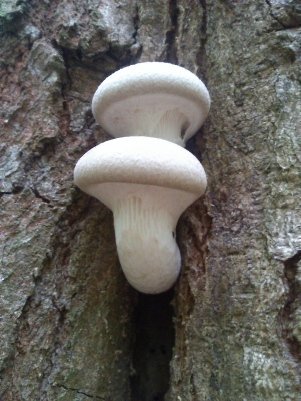 hliva dubová Pleurotus dryinus (Pers.) P. Kumm.