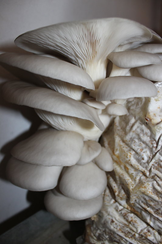 hliva ustricovitá Pleurotus ostreatus (Jacq.) P. Kumm.