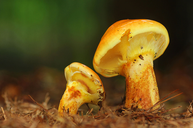 masliak smrekovcový Suillus grevillei (Klotzsch) Singer