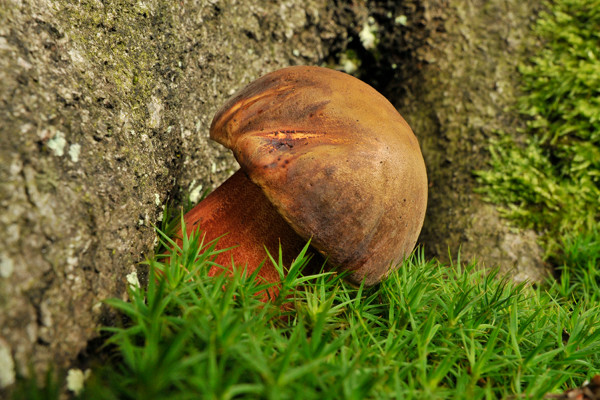 hríb zrnitohlúbikový Sutorius luridiformis (Rostk.) G. Wu & Zhu L. Yang