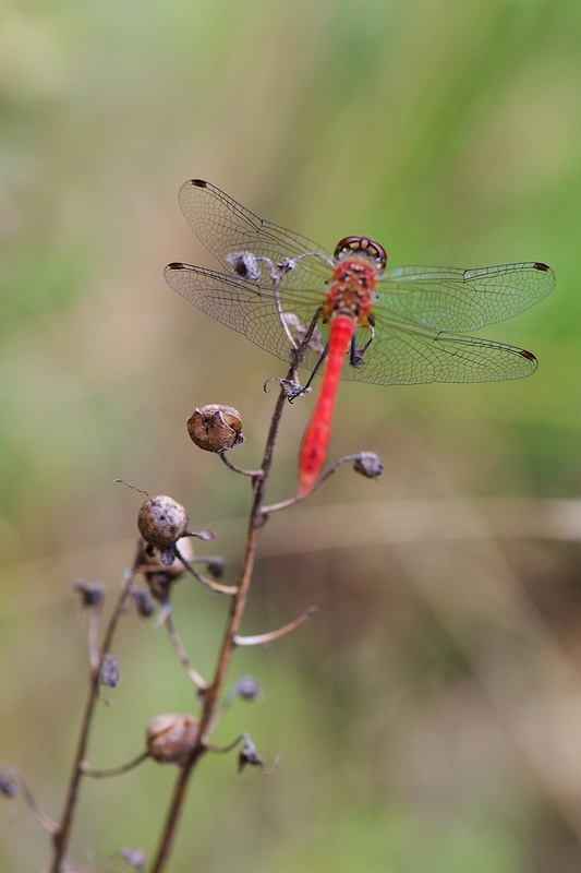 vážka červená Sympetrum sanguineum  (Müller, 1764)