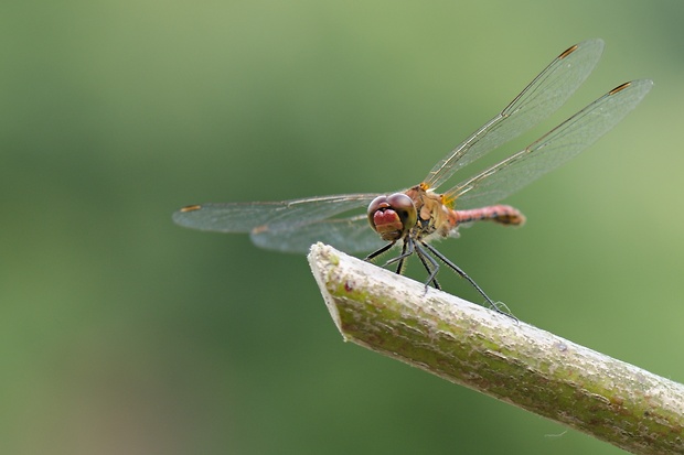 vážka červená  Sympetrum sanguineum  (Müller, 1764)