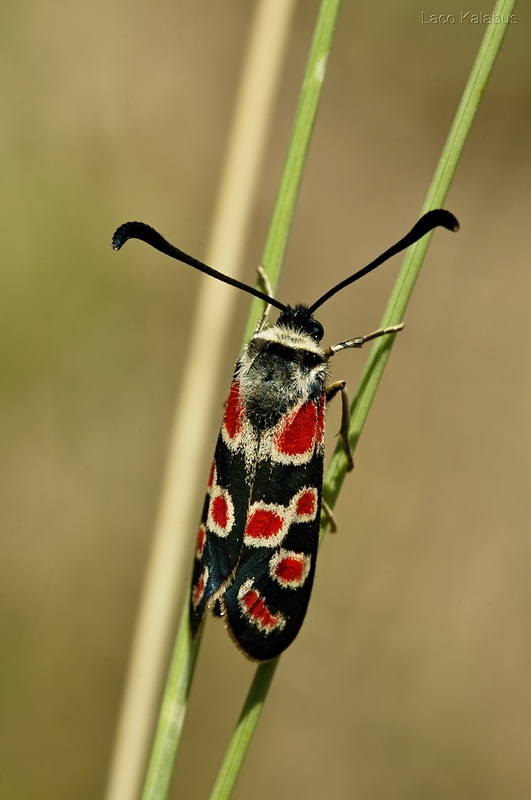 vretienka vičencová Zygaena carniolica