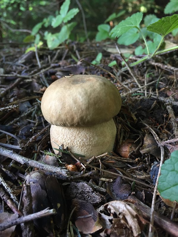 hríb dubový Boletus reticulatus< Schaeff.